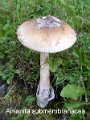 Amanita submembranacea-amf200